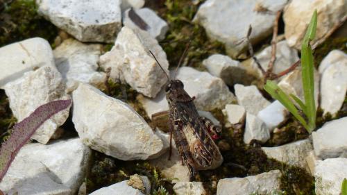 Calliptamus italicus